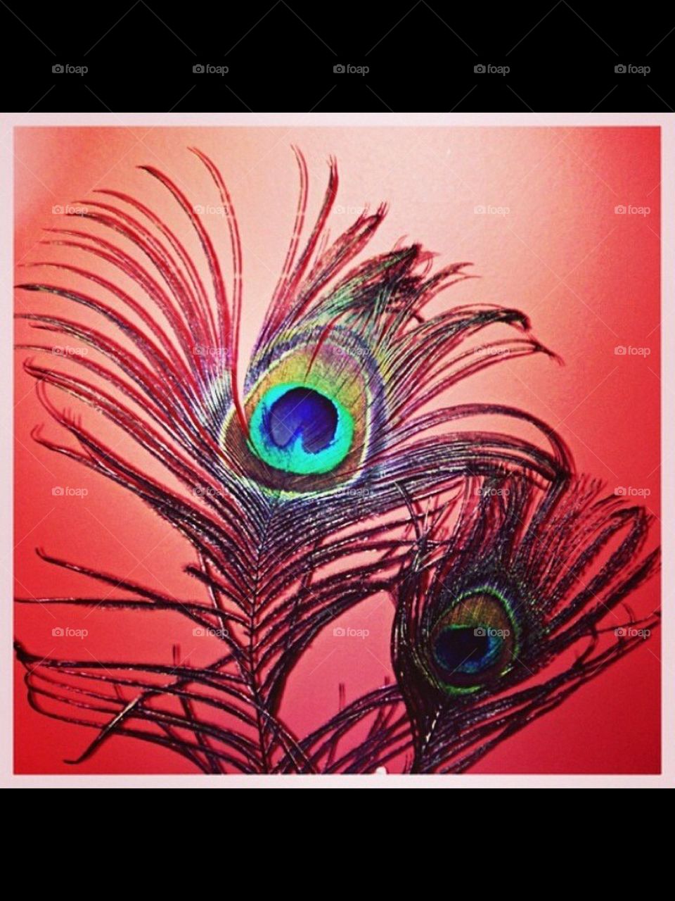 peacock feathers