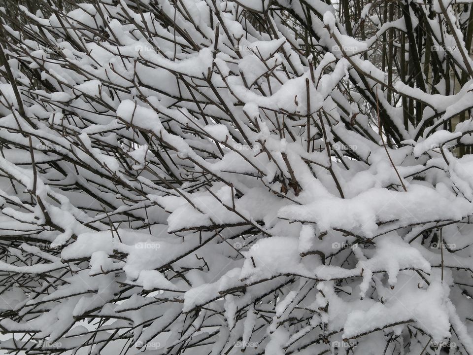 snow branches