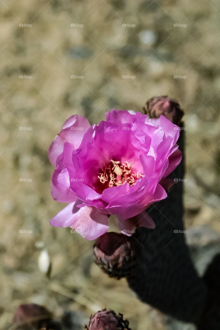 Pink, magenta desert rose flower blooming on a cactus on a beautiful sunny day in Joshua tree National Park in California 