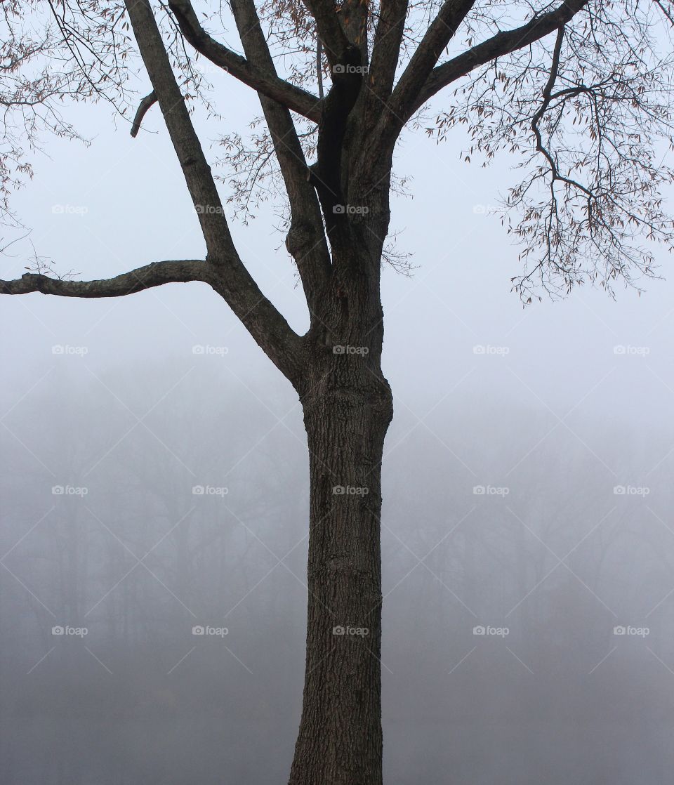 Tree Standing in Early Morning Fog