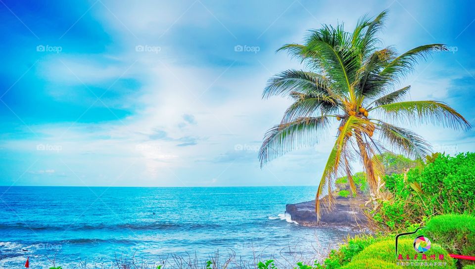 The Coconut beach