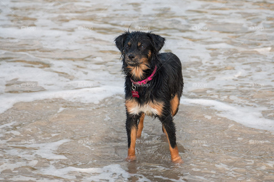 Adorable mutt