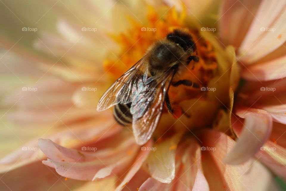 Honey bee on a flower