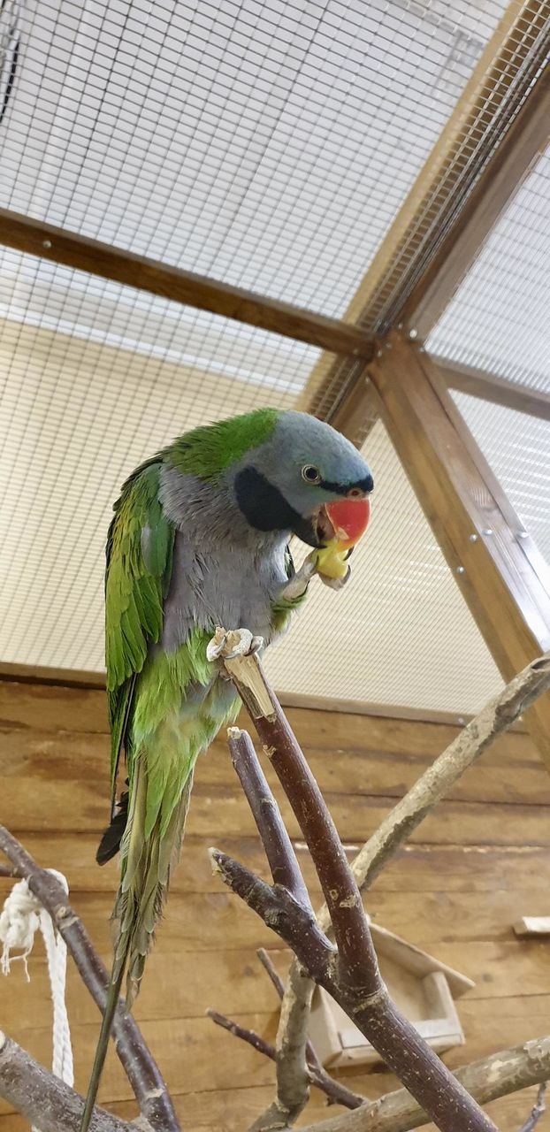 Parrot eating the apple