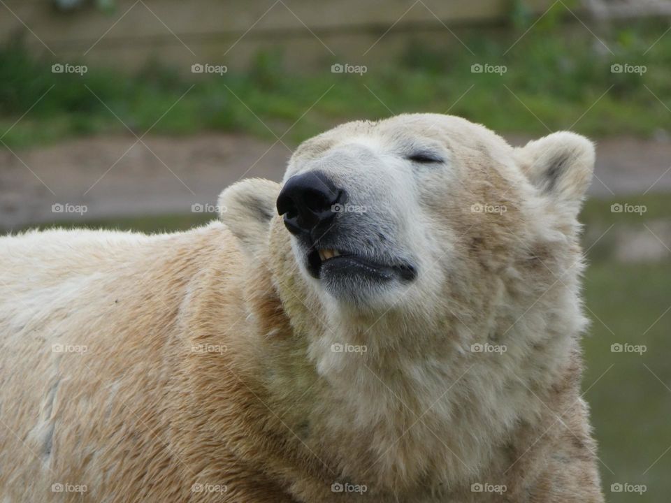 A close up of a polar bear 