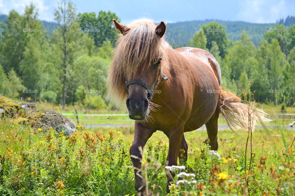 Horse in meadow