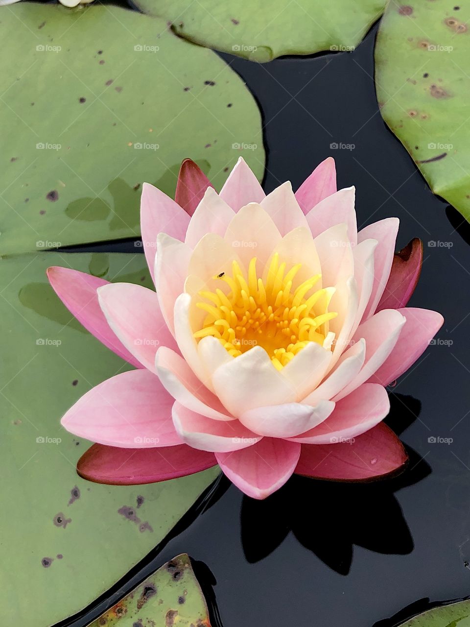 Closeup water lily in gradient pink and white color with bright yellow center amid green lily pads in backwater 