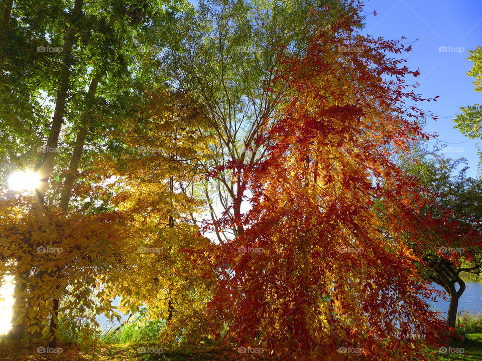 Sunlight in autumn trees