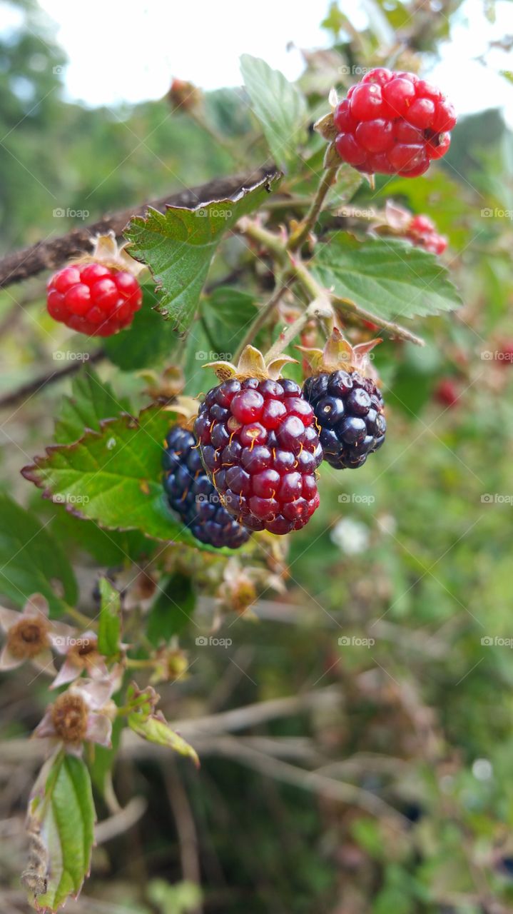 wild black berries on vine