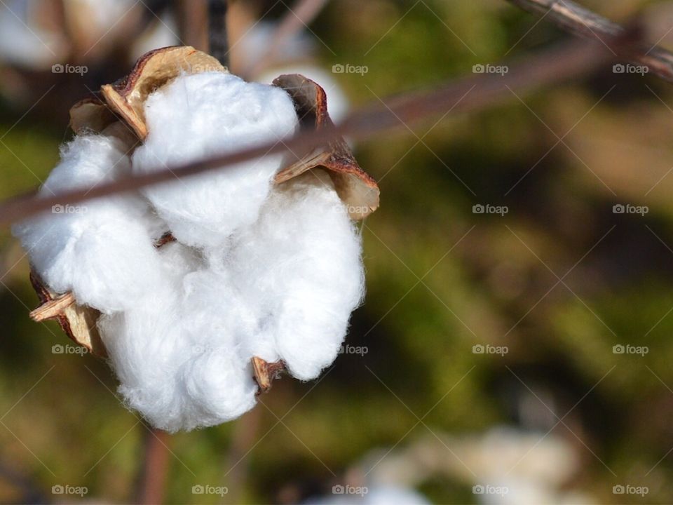 Single cotton boll November in Mississippi
