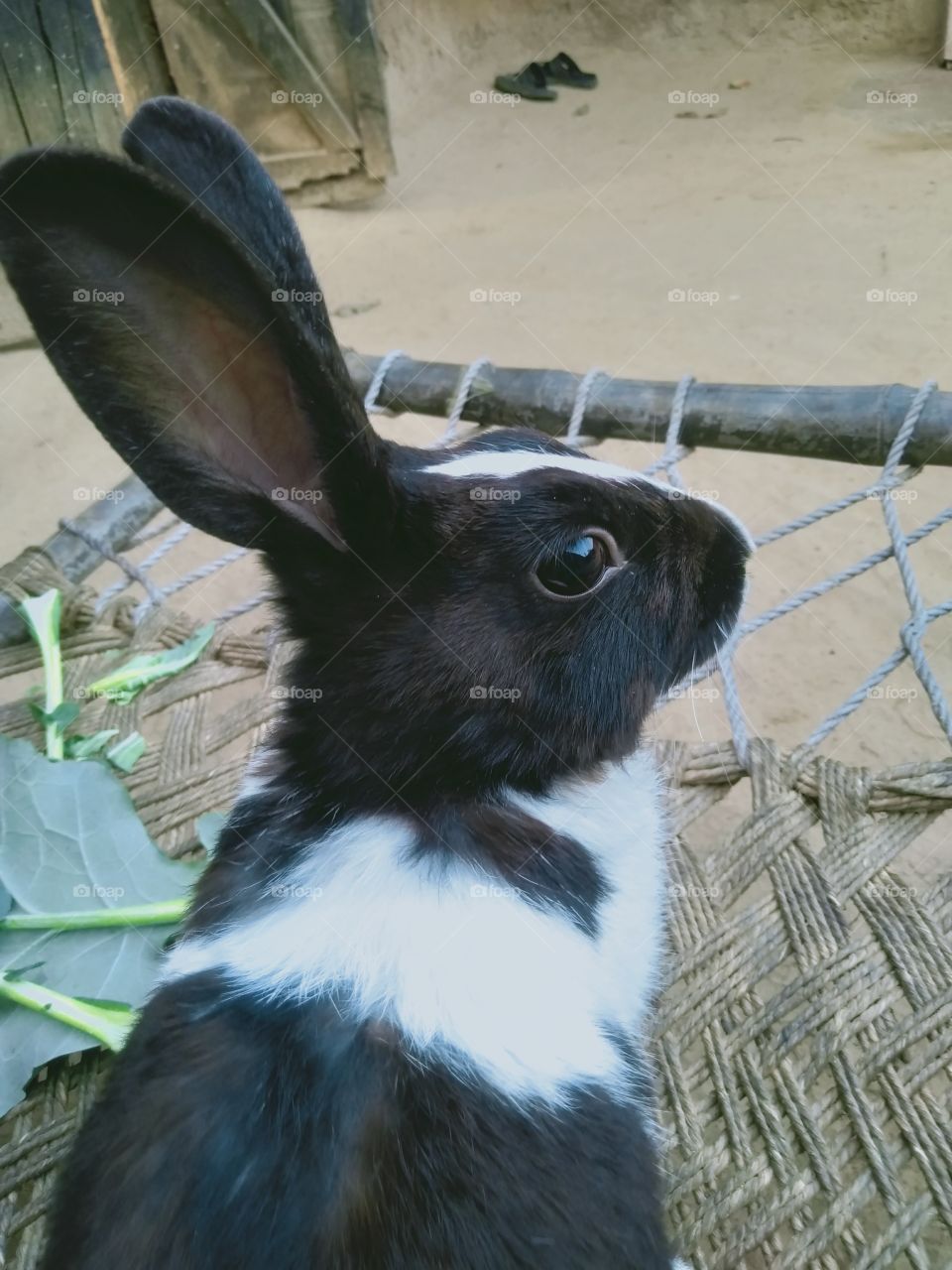 UP India Varanasi watching the rabbit vigilantly