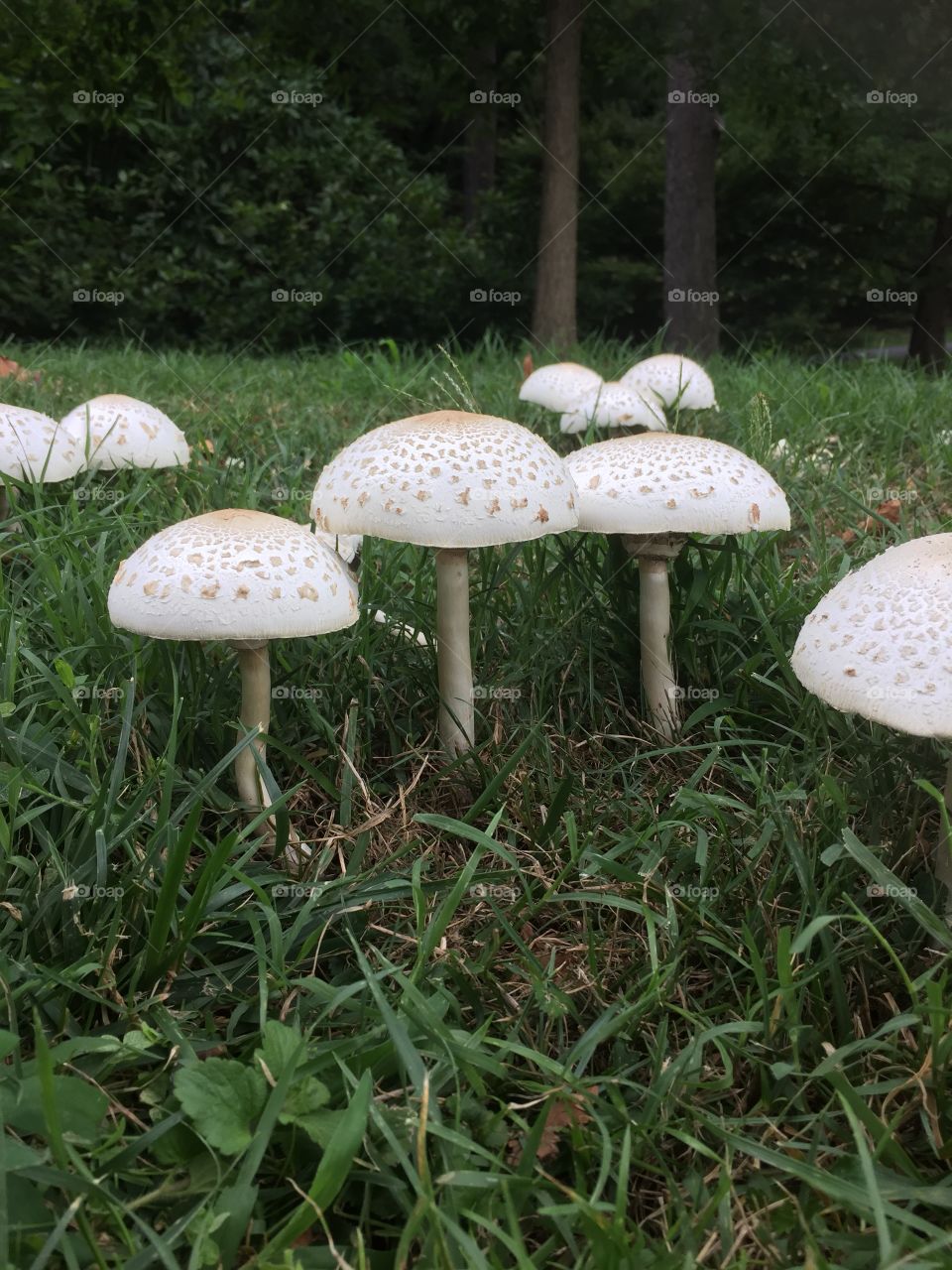Happy little mushrooms