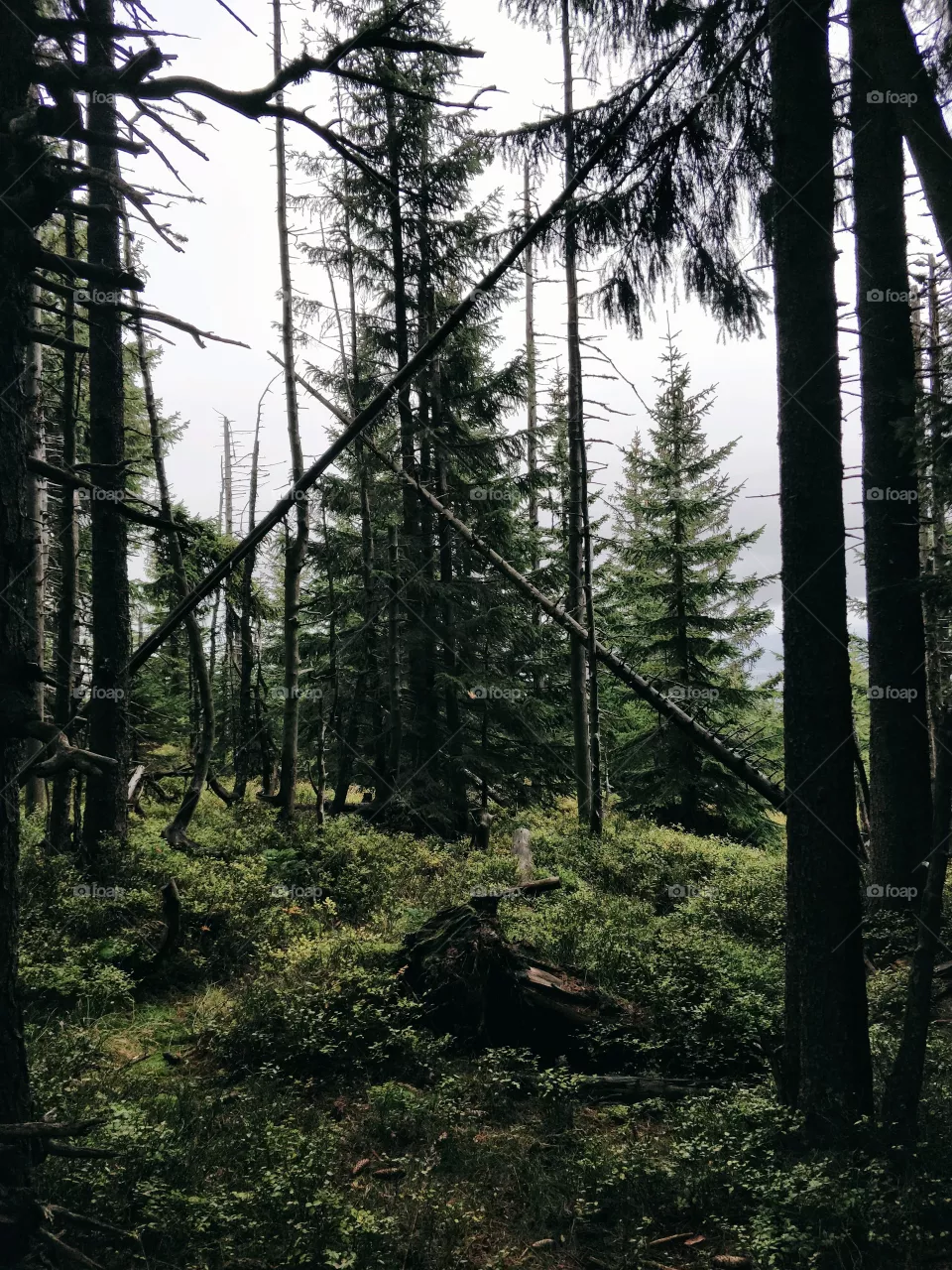 Cross, Woods, Green, Nature, forest