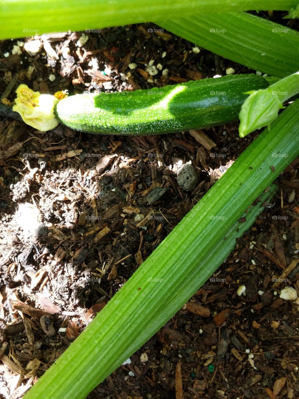 Zucchini