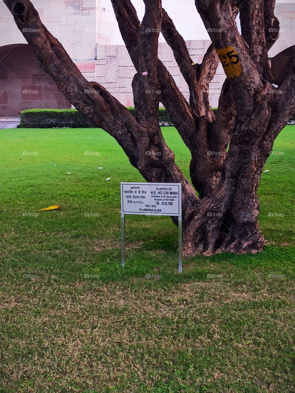 oldest plant by greatest man