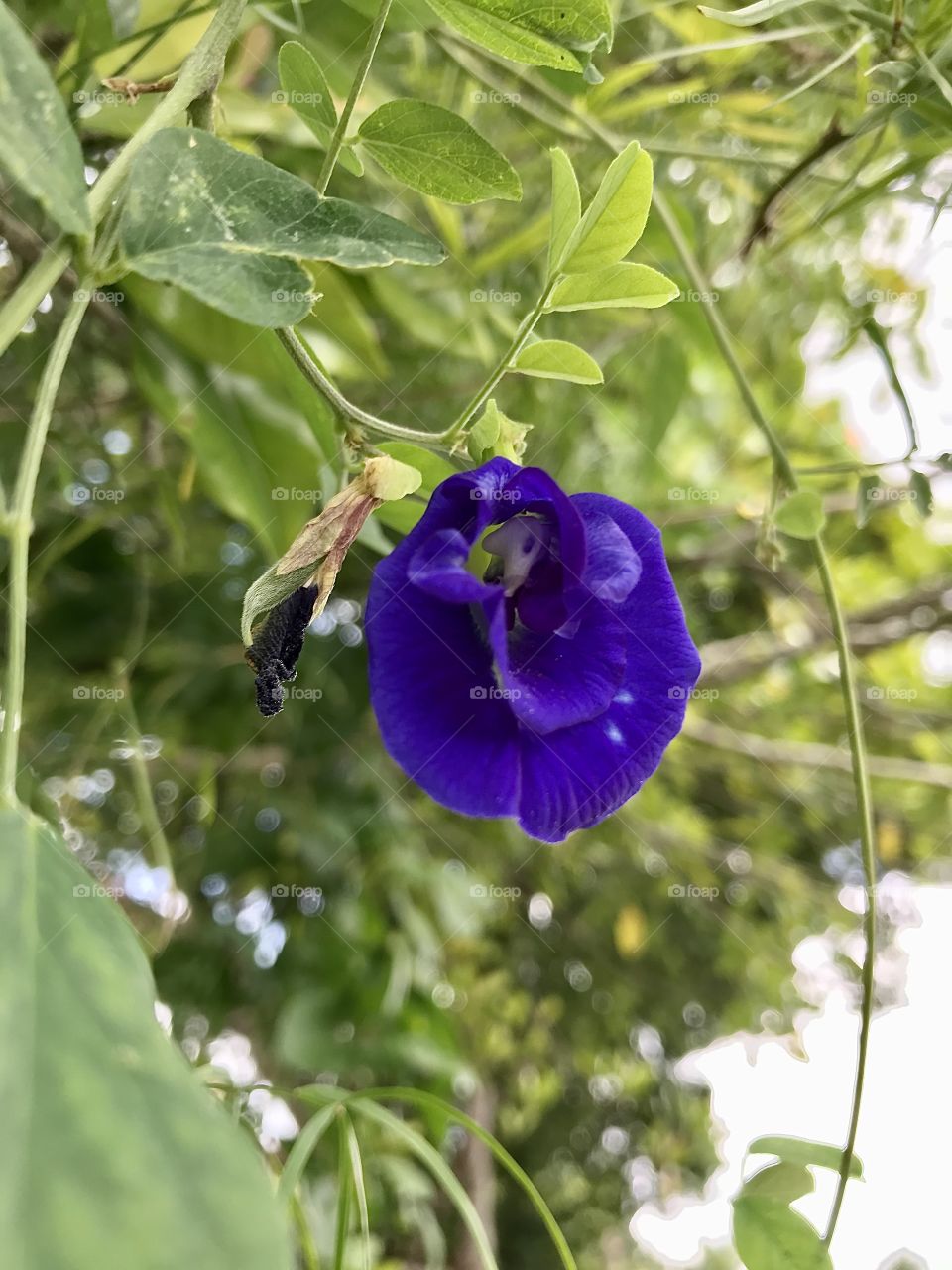 Clitoria ternatea l.