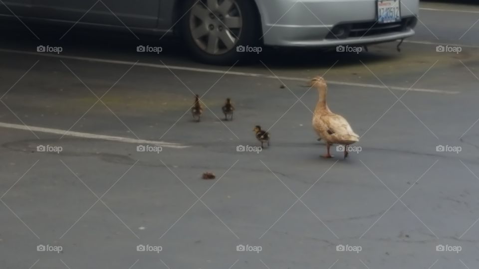 Mama and her Ducklings out for a stroll
