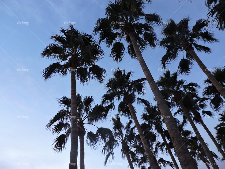 the palm trees look very pretty against a blue sky