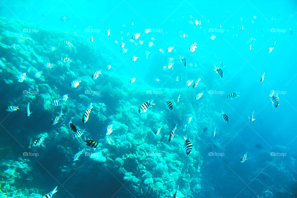 Lots of striped fishes swimming in blue water among the coral reef in Coral sea in Egypt