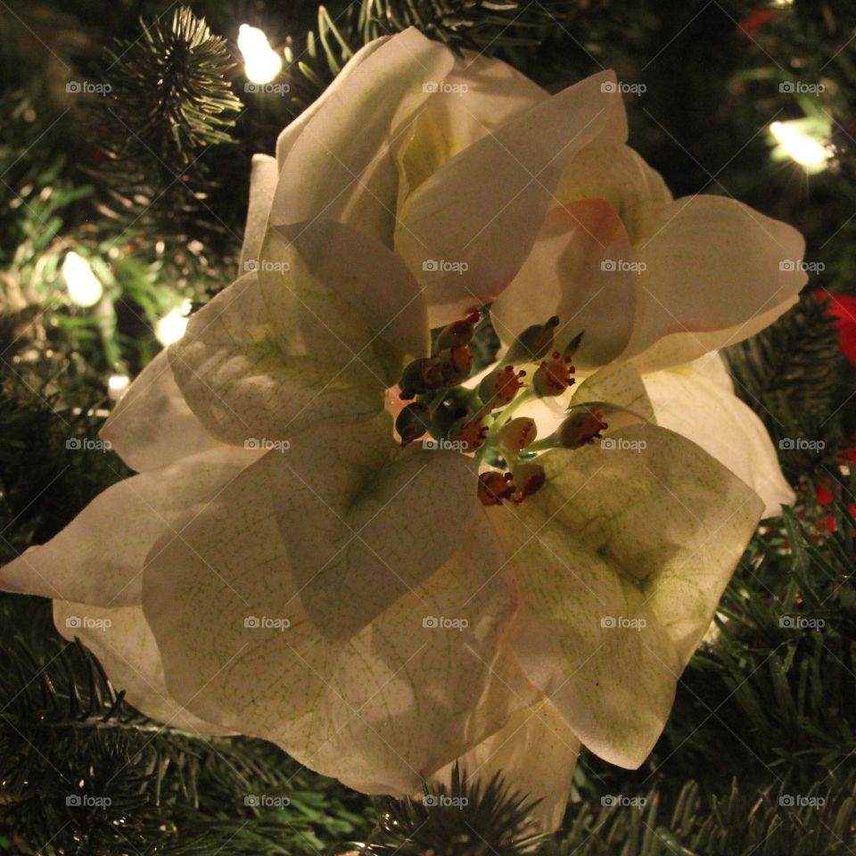 Christmas Flower