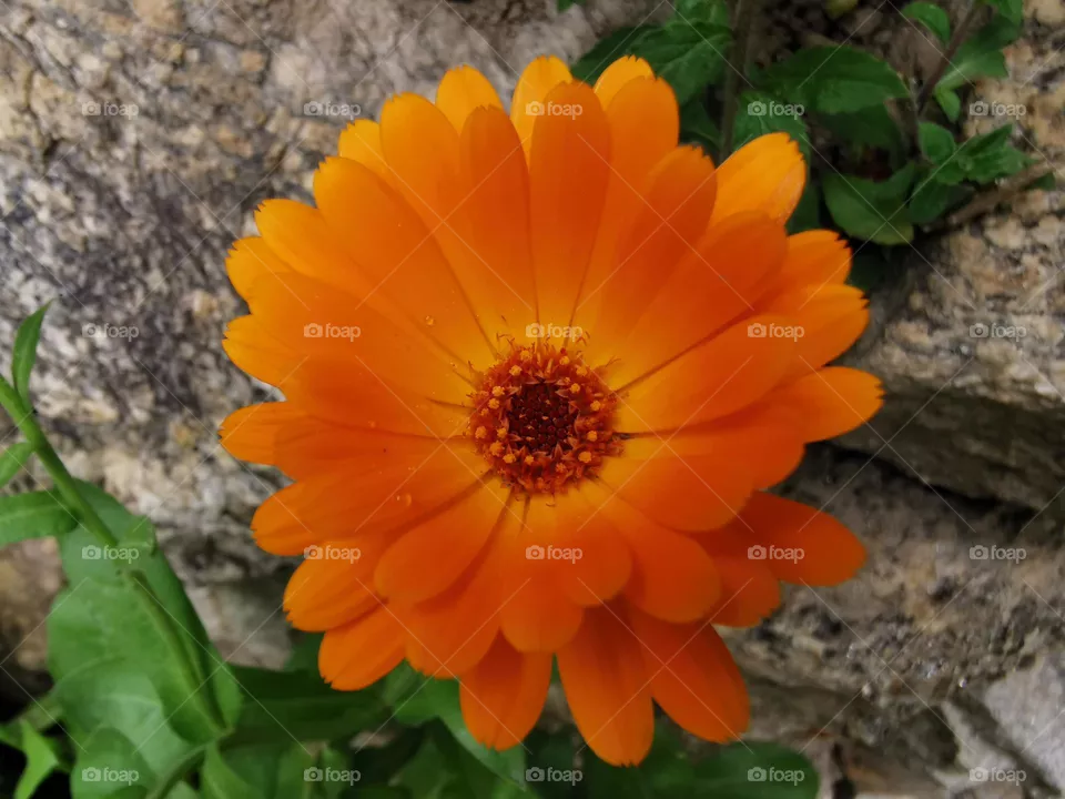 Nature's beauty in summers