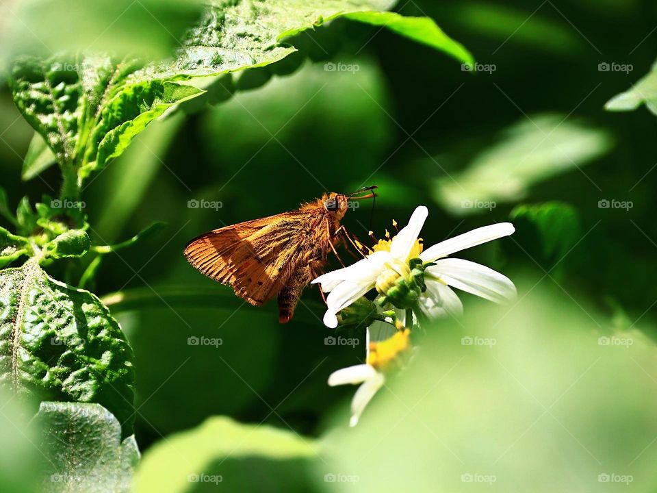 Beautiful and cute butterfly