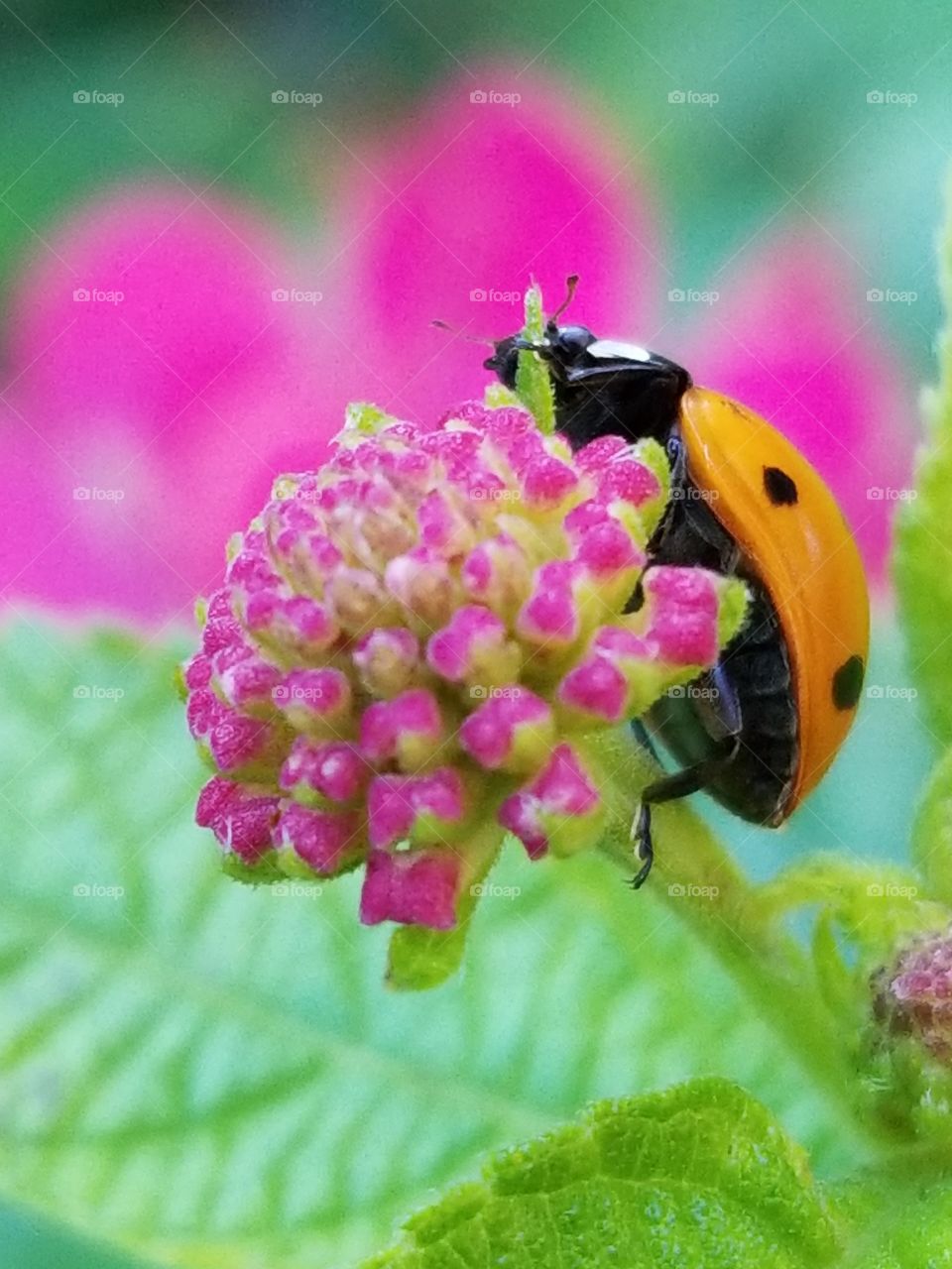 Ladybug on Flower Buds