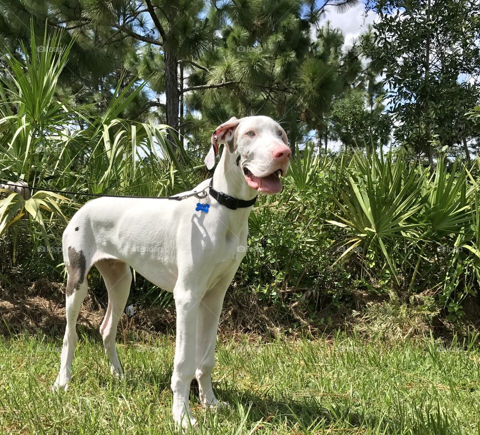White grate Dane puppy