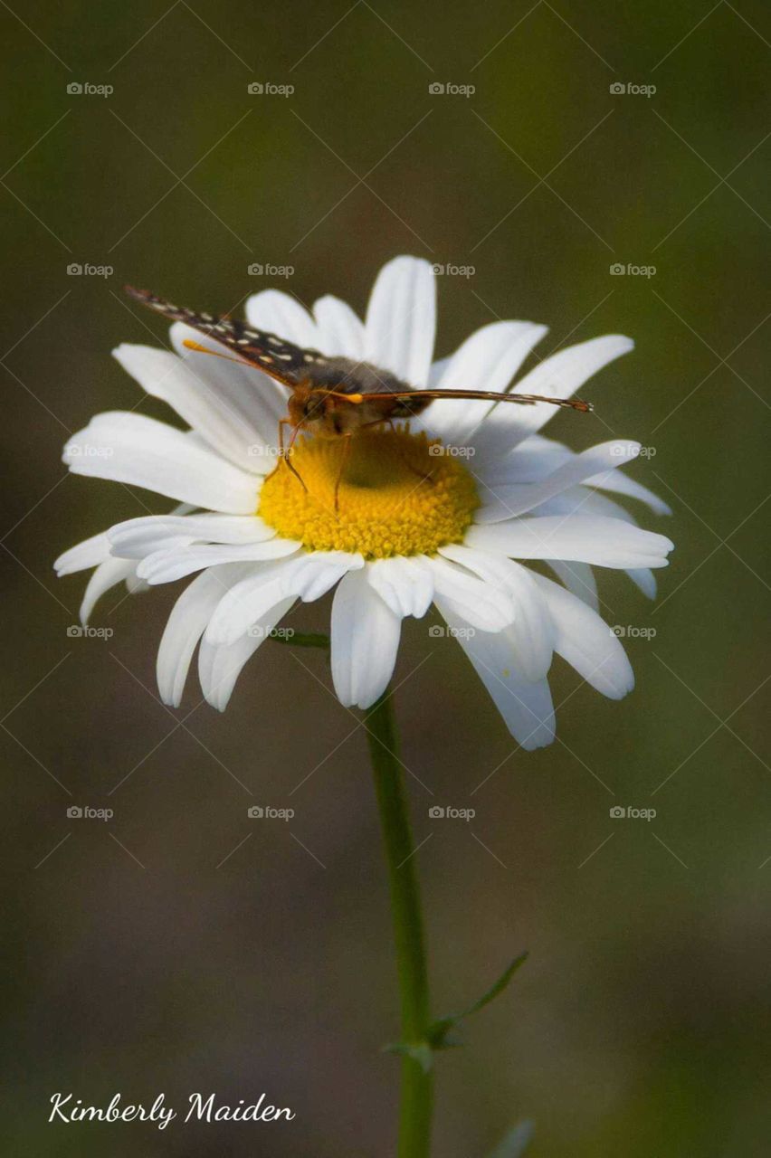 Butterfly on a wild flower in the forest.