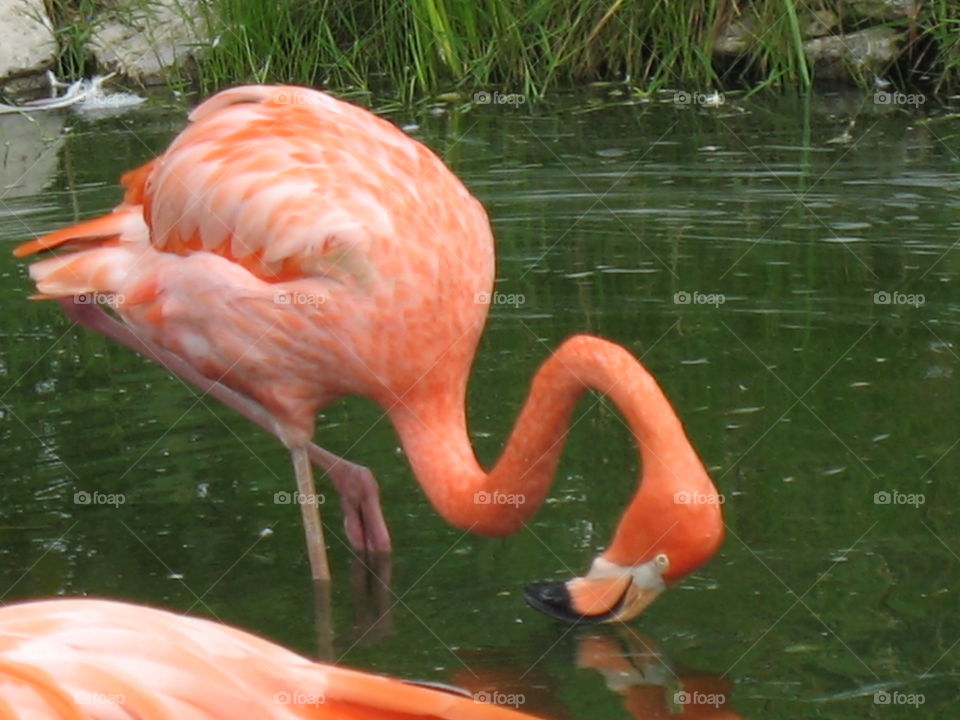 Flamingo drinking from a pond