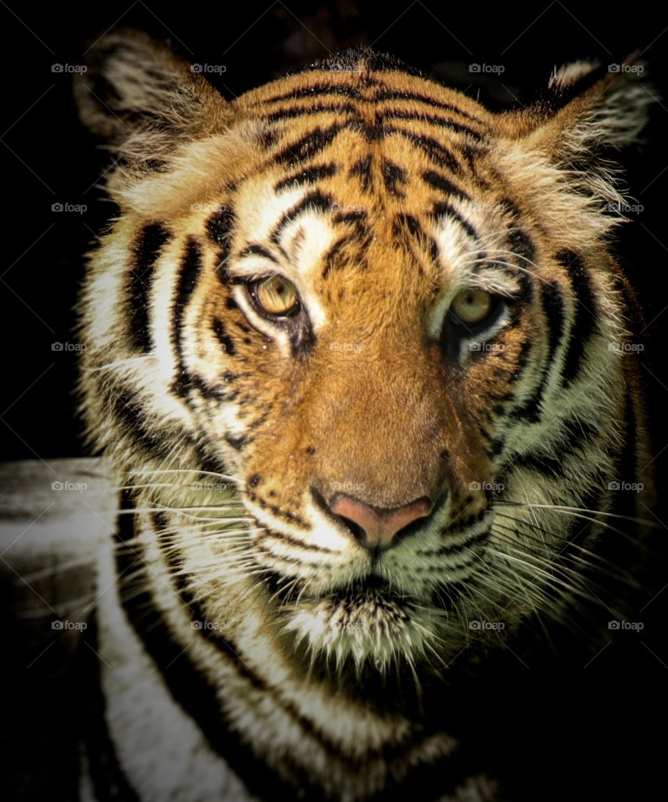 danger mode tiger looking
