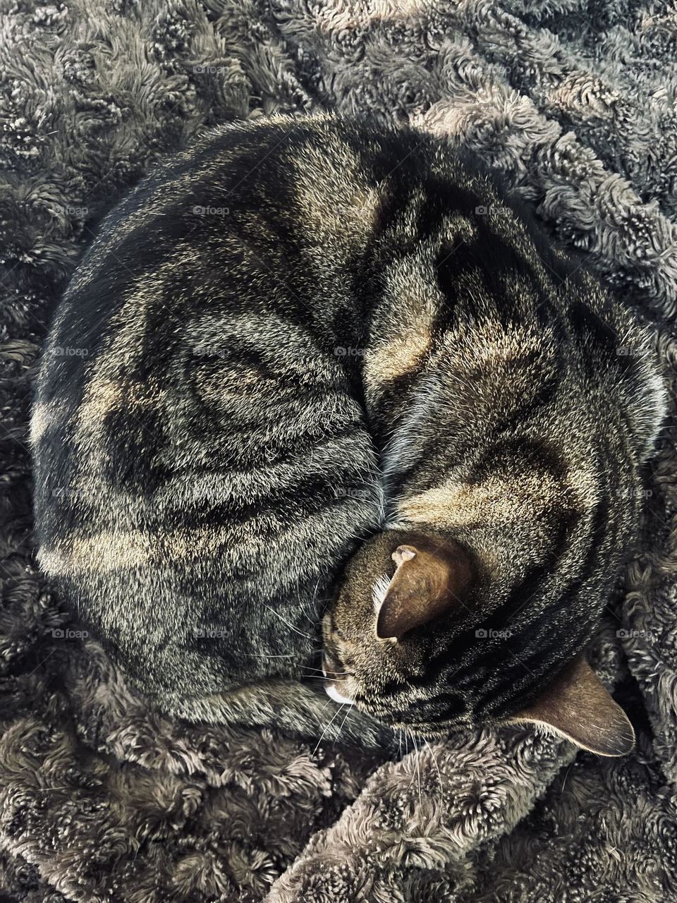 A beautiful cat and a sunshine 