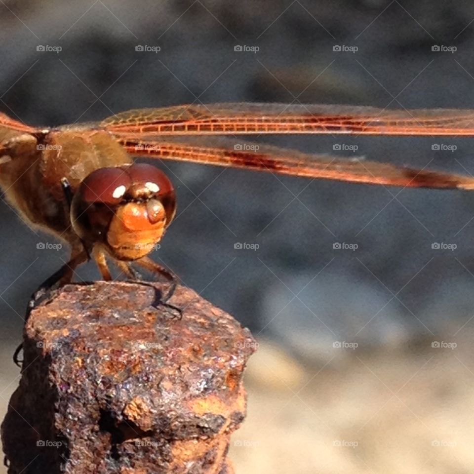 Dragonfly face & wings, copper color, macro pic.