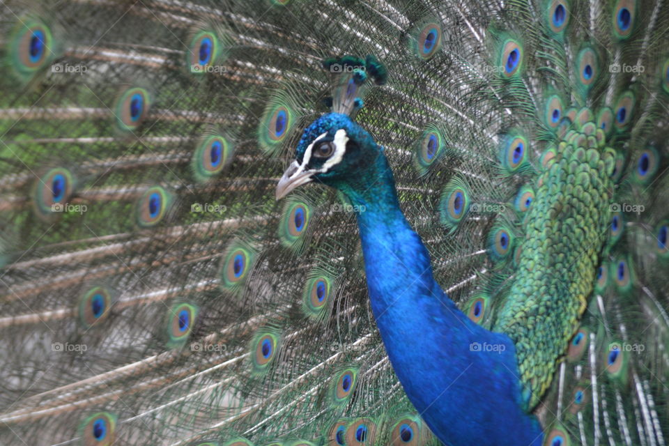Peacock