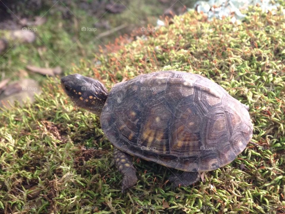 Cute little box turtle