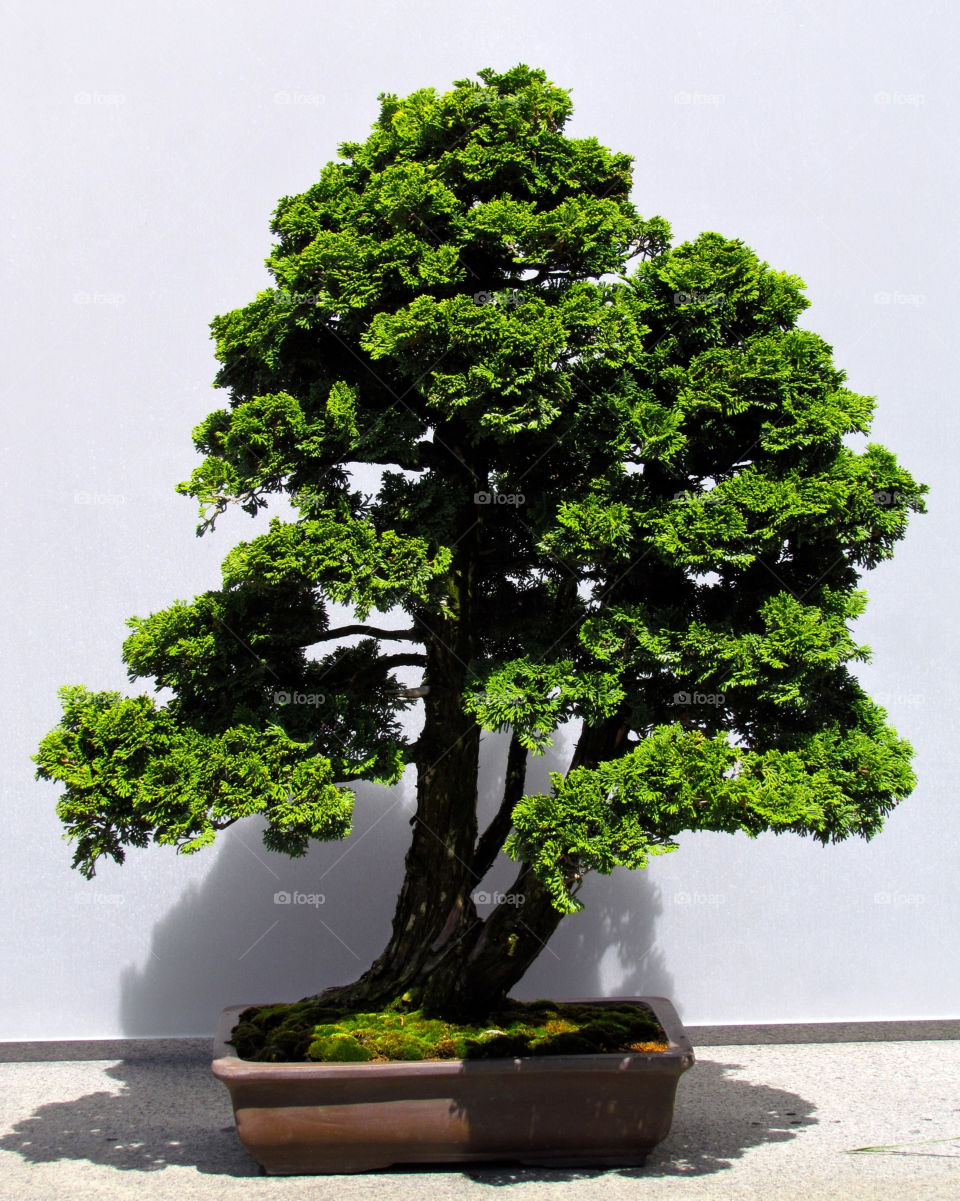 green tree miniature bonsai by landon