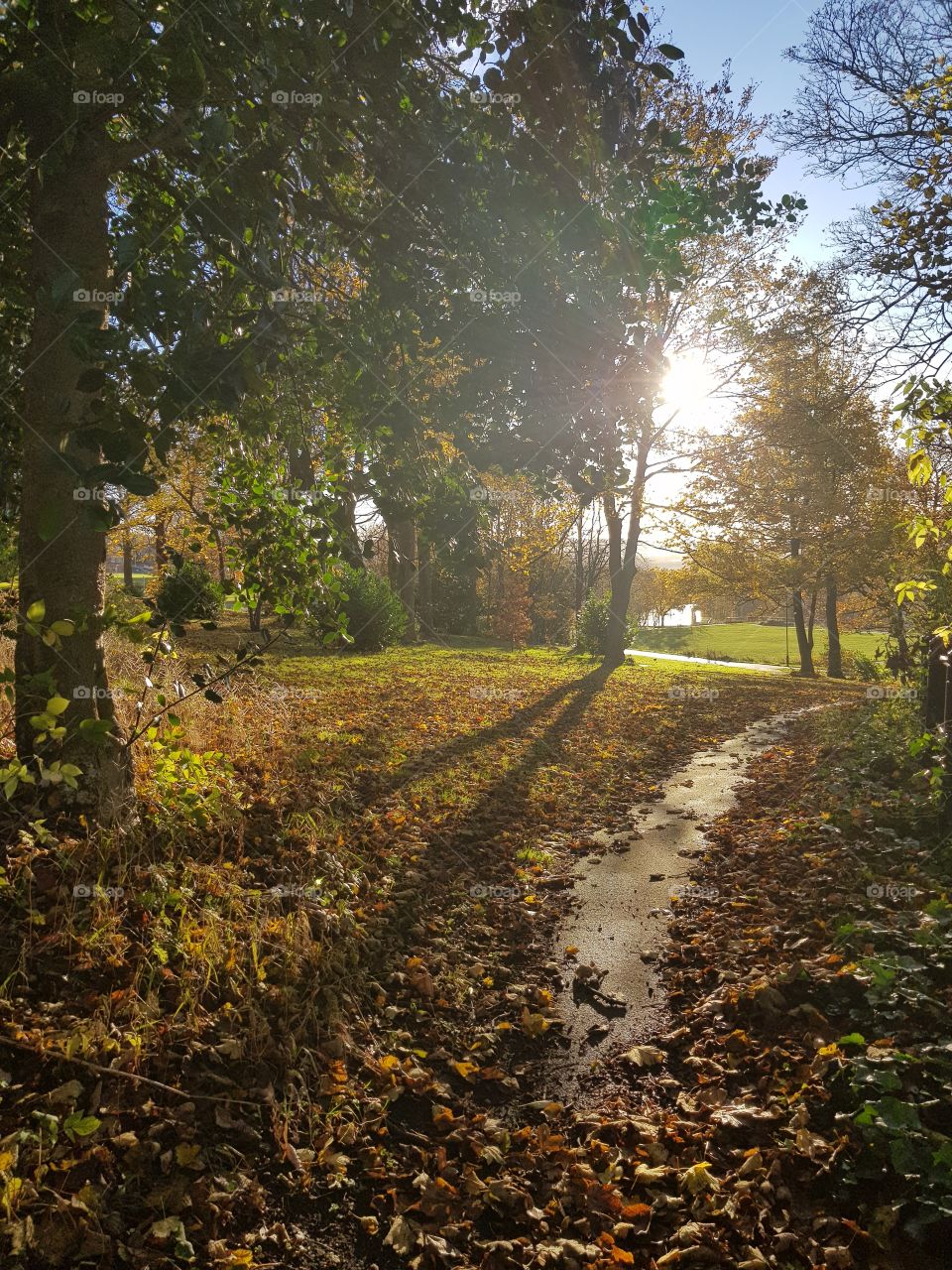 Path to park on a beautiful, bright autumn morning.