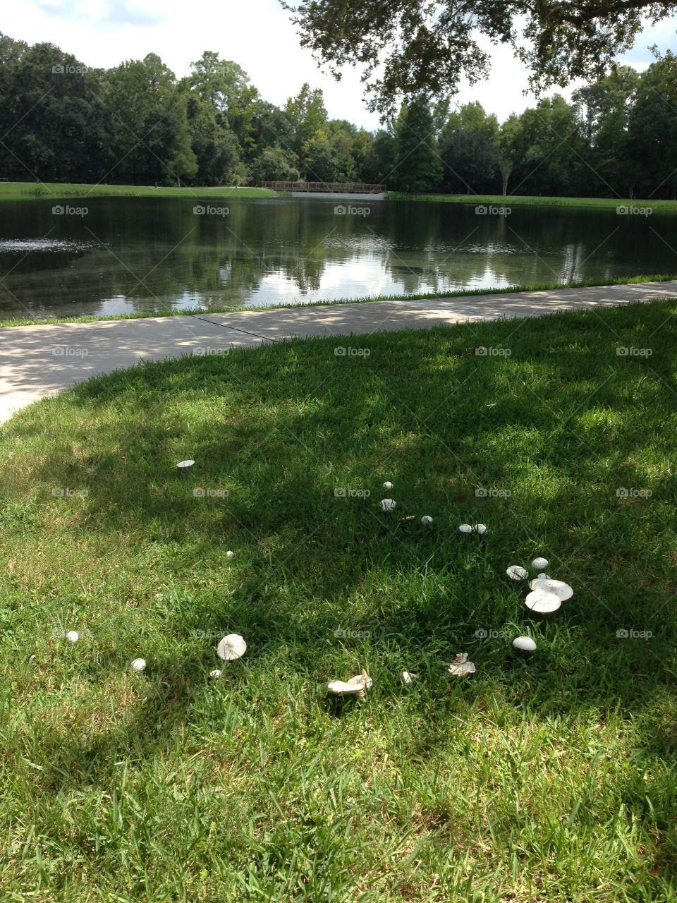 Mushrooms form a "fairy ring" alongside a small lake in Celebration, Florida. A fairy ring is a naturally occurring arc of mushrooms that are linked in mythology with good fortune. 