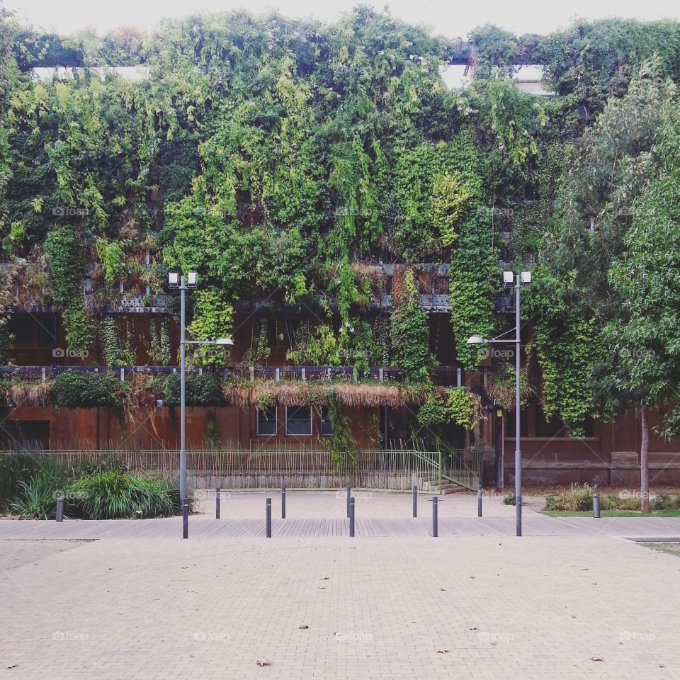 plants on the building