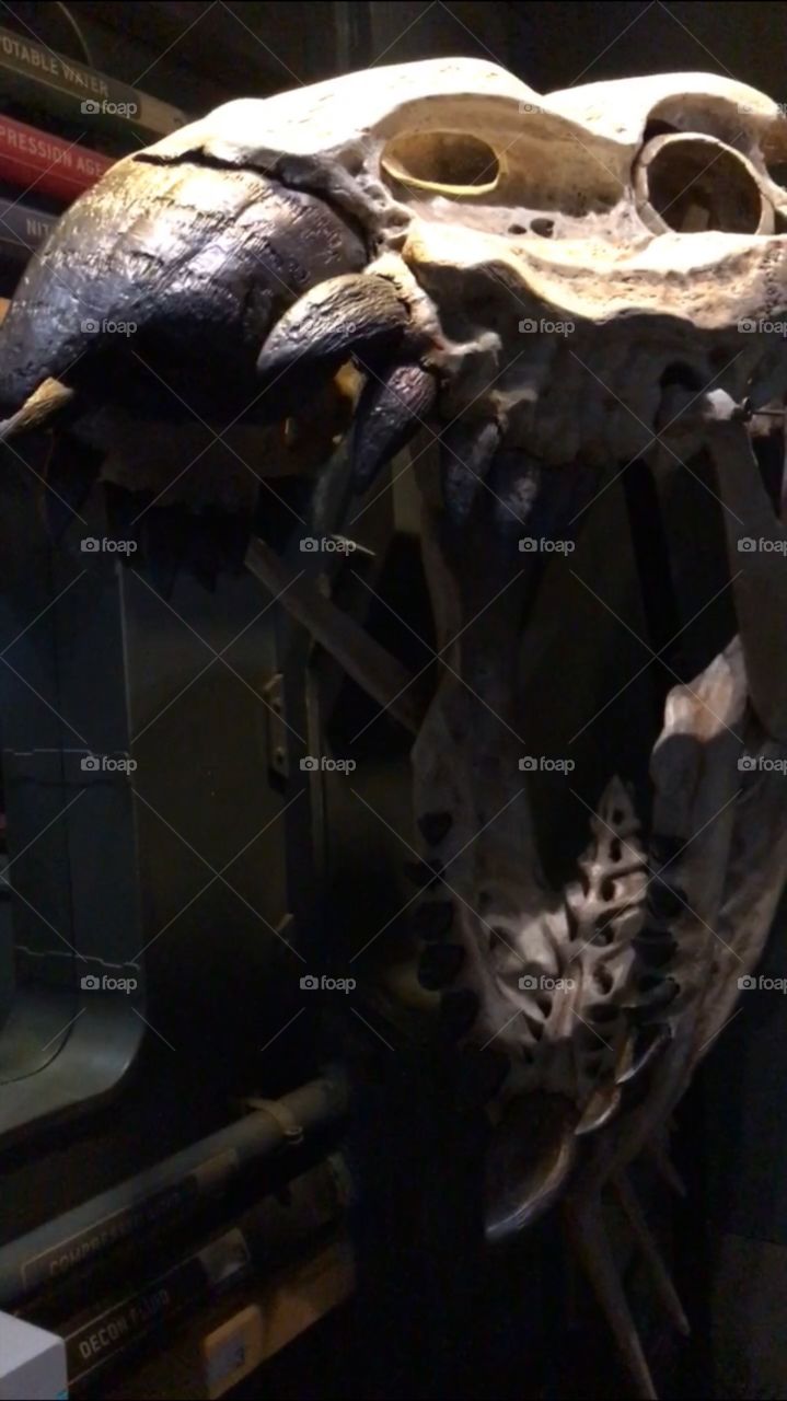 #day4 Everyday WDW Orlando Florida. I have been lost on Disney Properties consecutively since 4/3/19 You can find my encounter https://www.facebook.com/selsa.susanna or on IG SelsaCamacho YT SelsaSusanna Snapchat Flight of Passage 4-6-19 Saturday