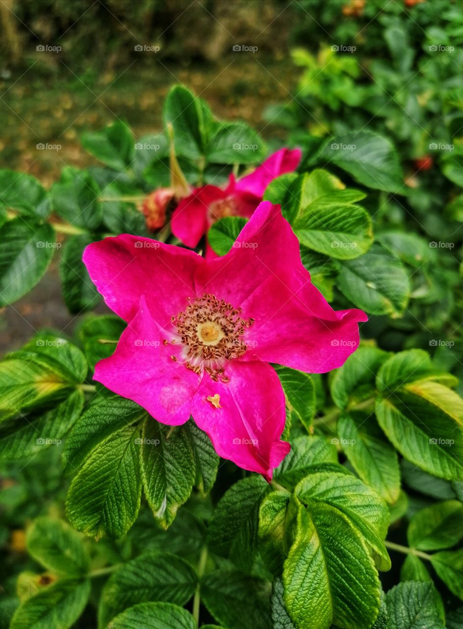 Beautiful summer flowers.