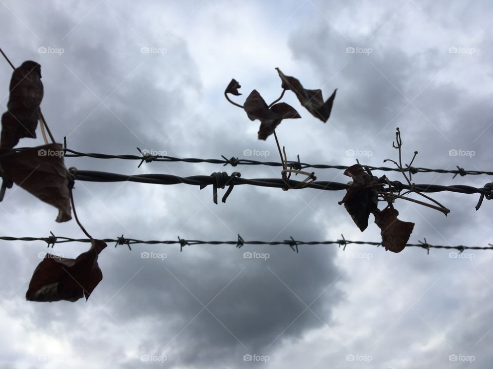 Barbed wire between me and the limit which is the sky.