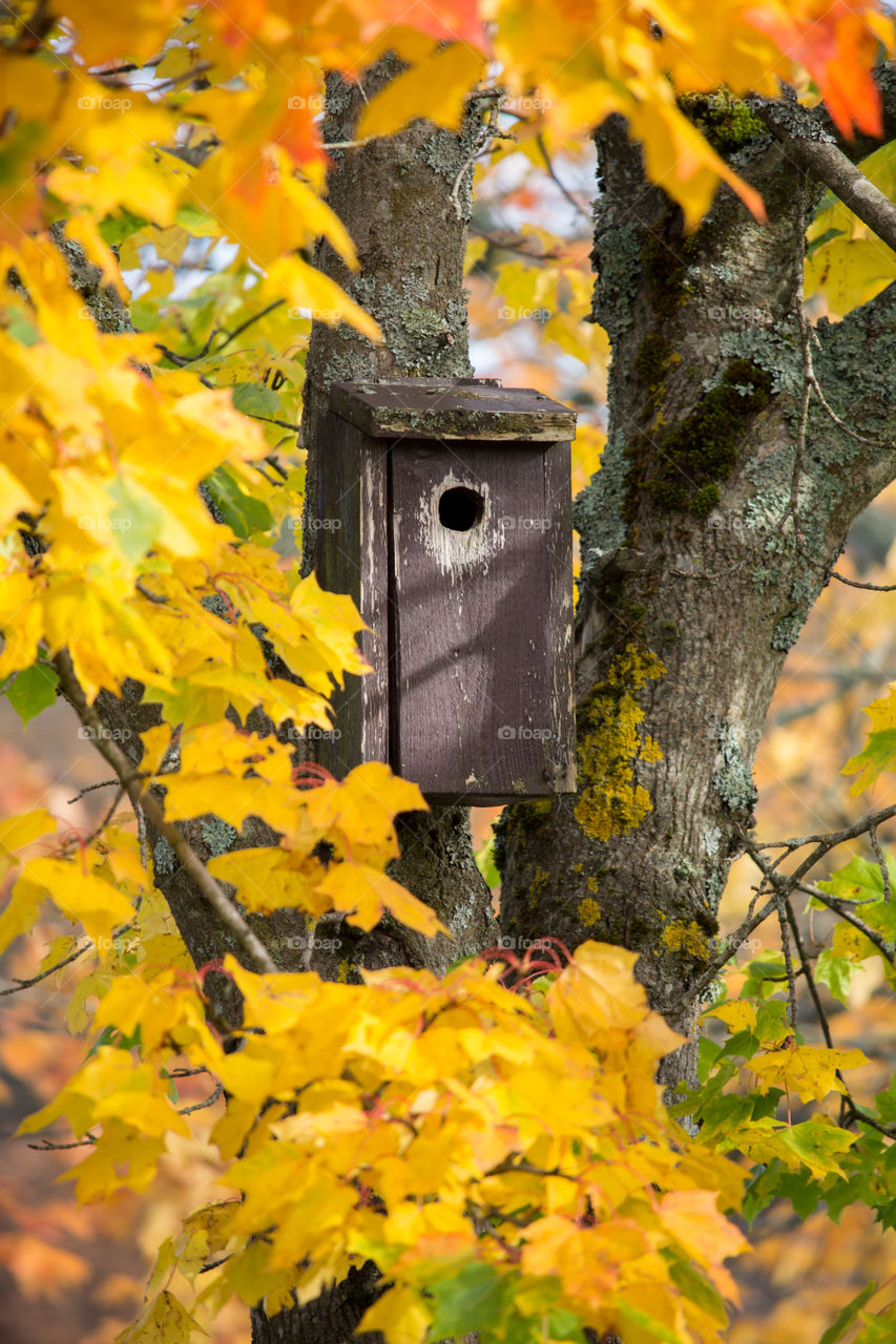 Birdhouse in a colorful autumn tree - fågelholk i vackert träd på hösten