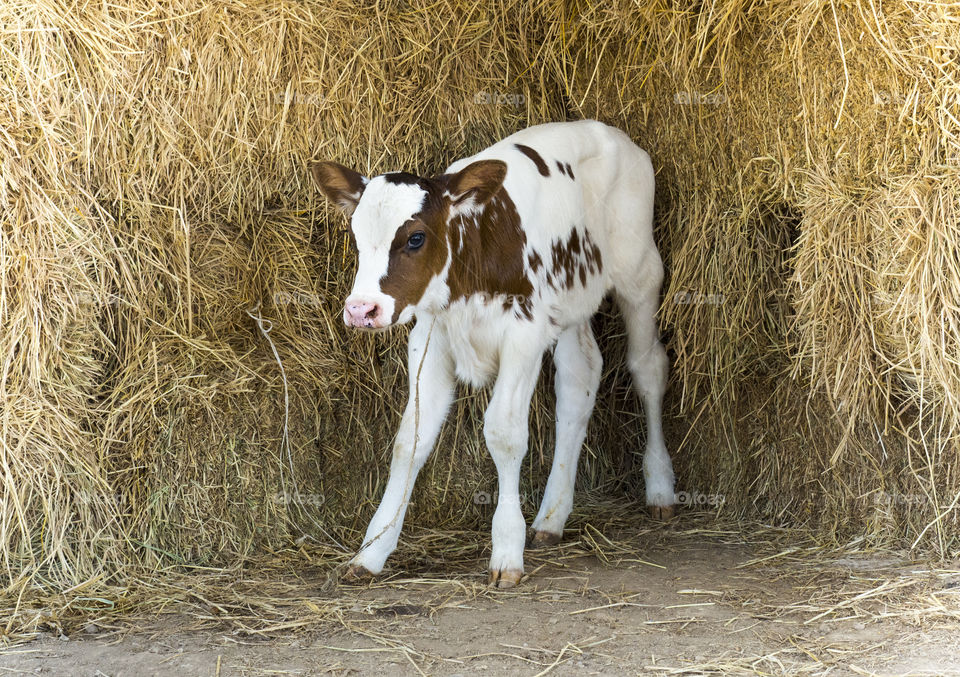 Two days baby brown and white cow