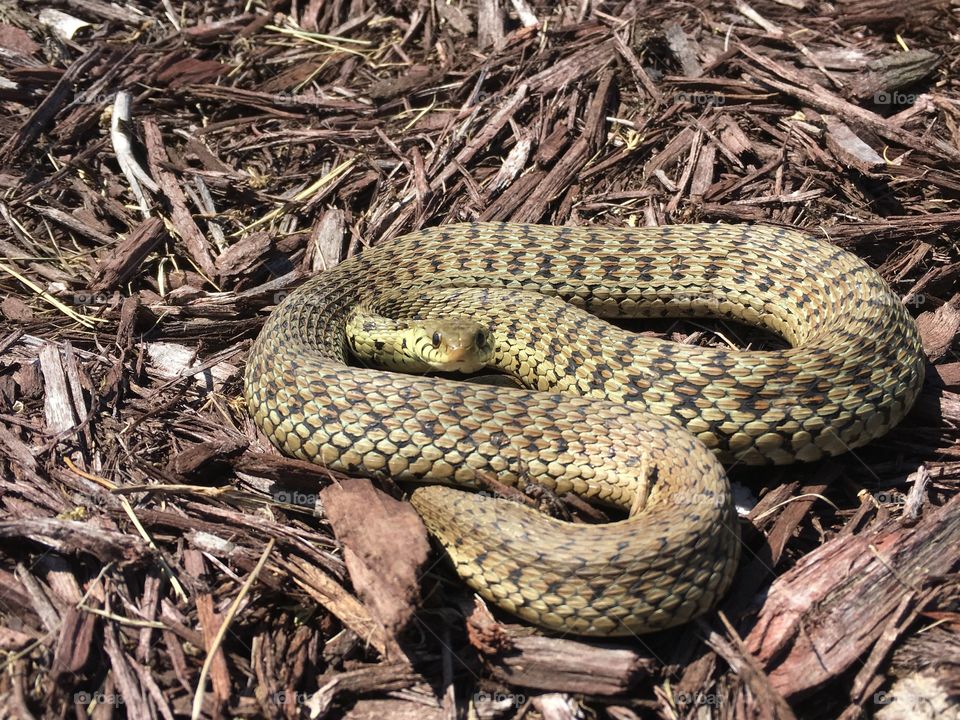 An eastern garter snake in the mulch.