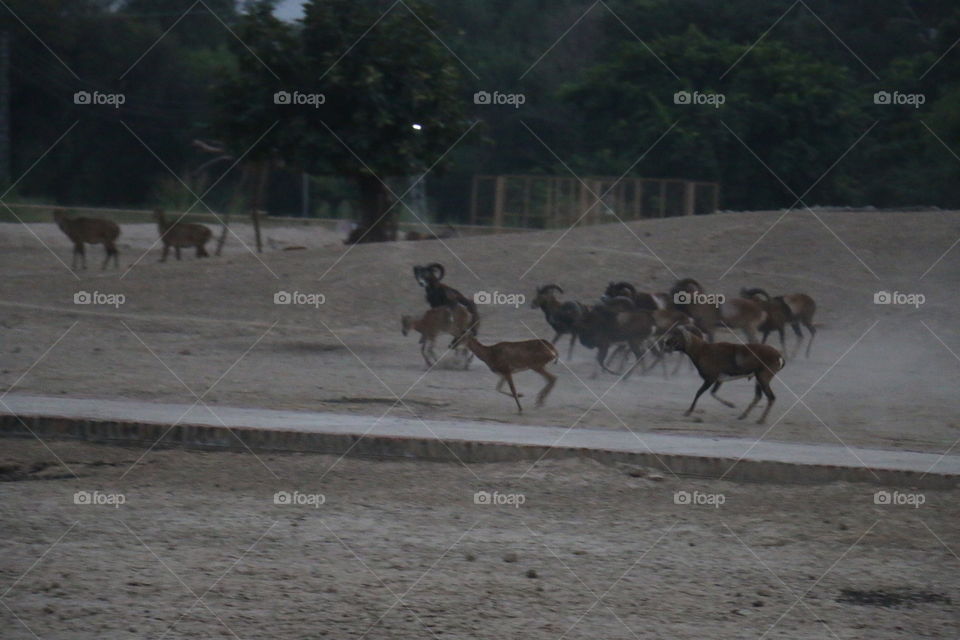 ibex Wild Goats