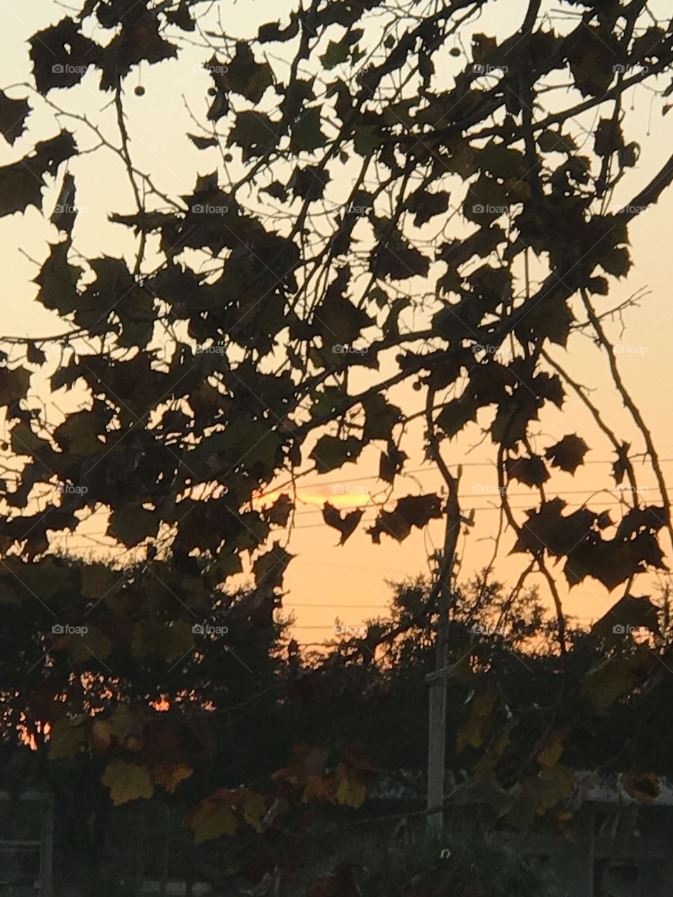 Sunset behind a dry leaves three