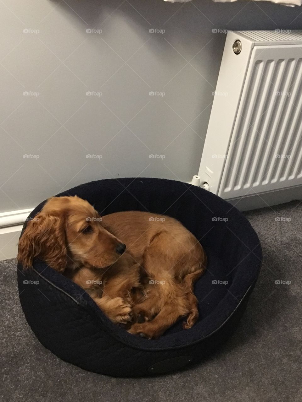 Cocker spaniel all curled up in his bed. Goodnight little rascal. 