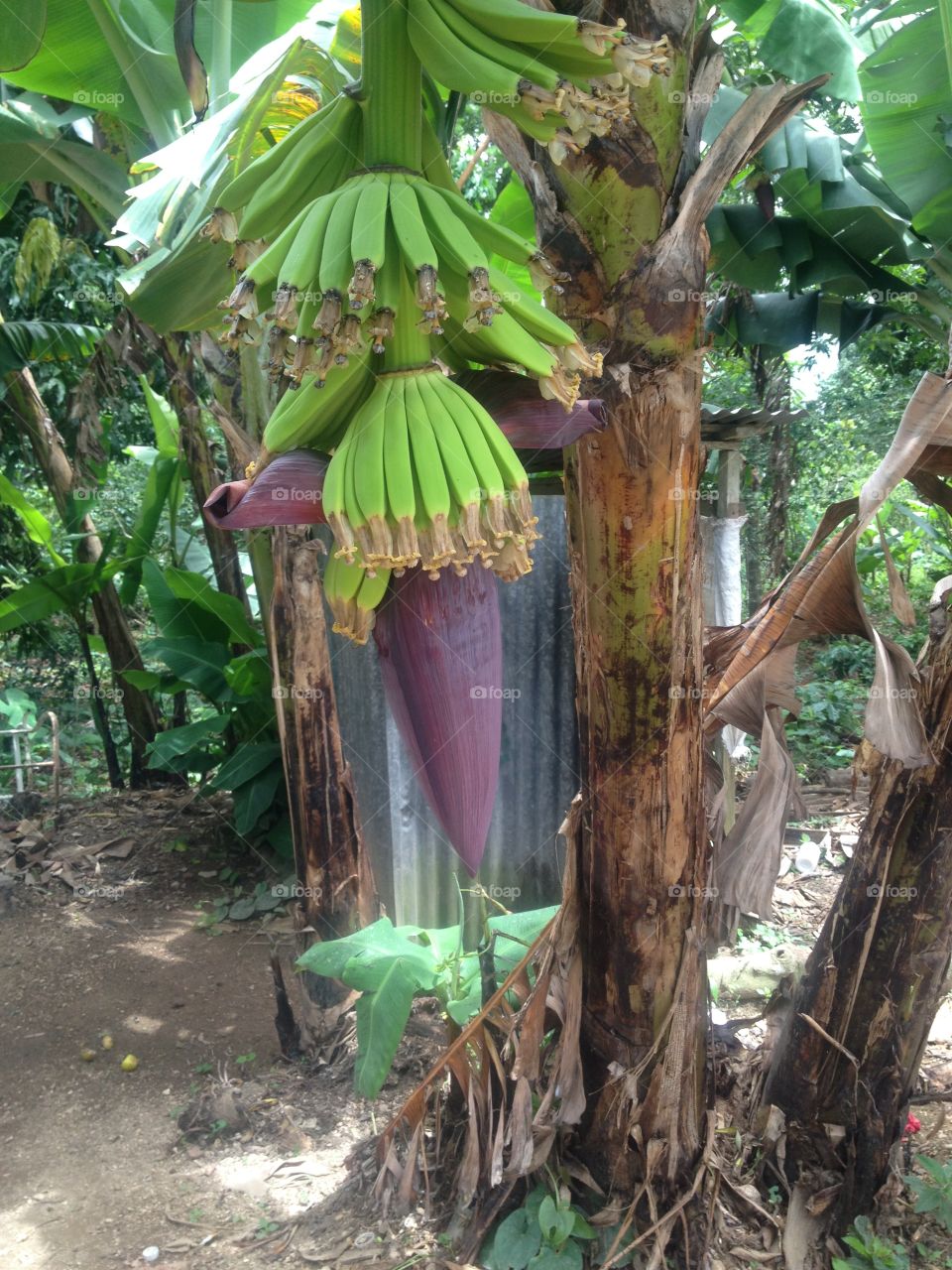 Banana tree 