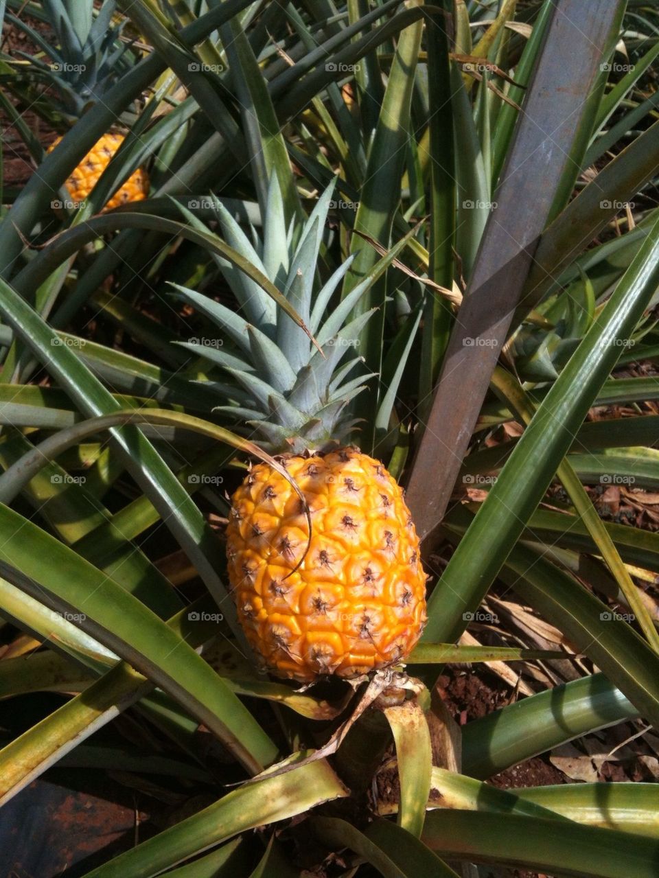 Dole Pineapple Plantation